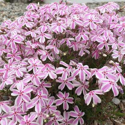 Candy Stripe Creeping Phlox
