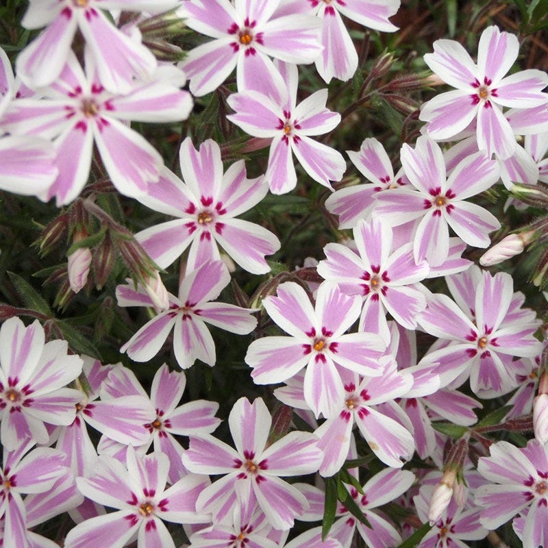 Candy Stripe Creeping Phlox