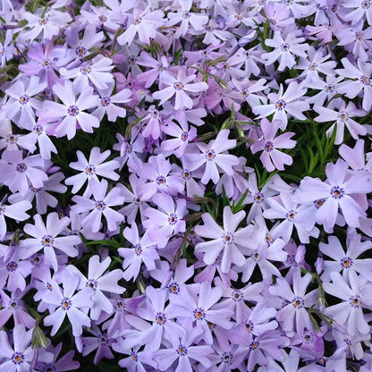 Bright Creeping Phlox Collection