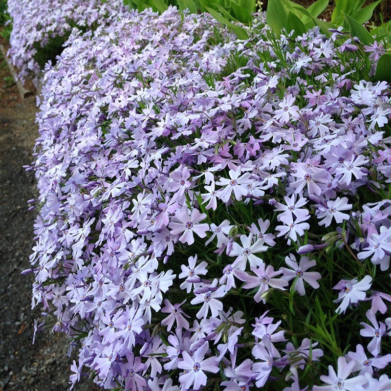 Emerald Blue Creeping Phlox