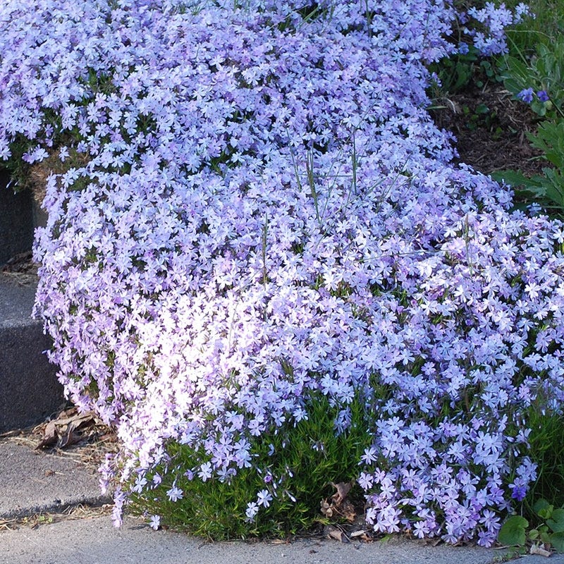 Emerald Blue Creeping Phlox