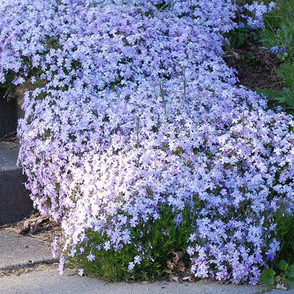 Carefree Creeping Phlox Collection