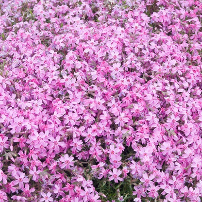 Emerald Pink Creeping Phlox