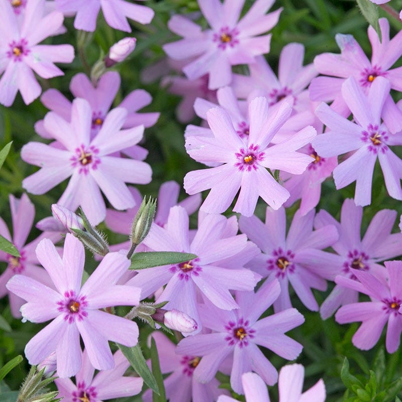 Fort Hill Creeping Phlox