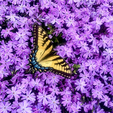 Perennials To Attract Butterflies