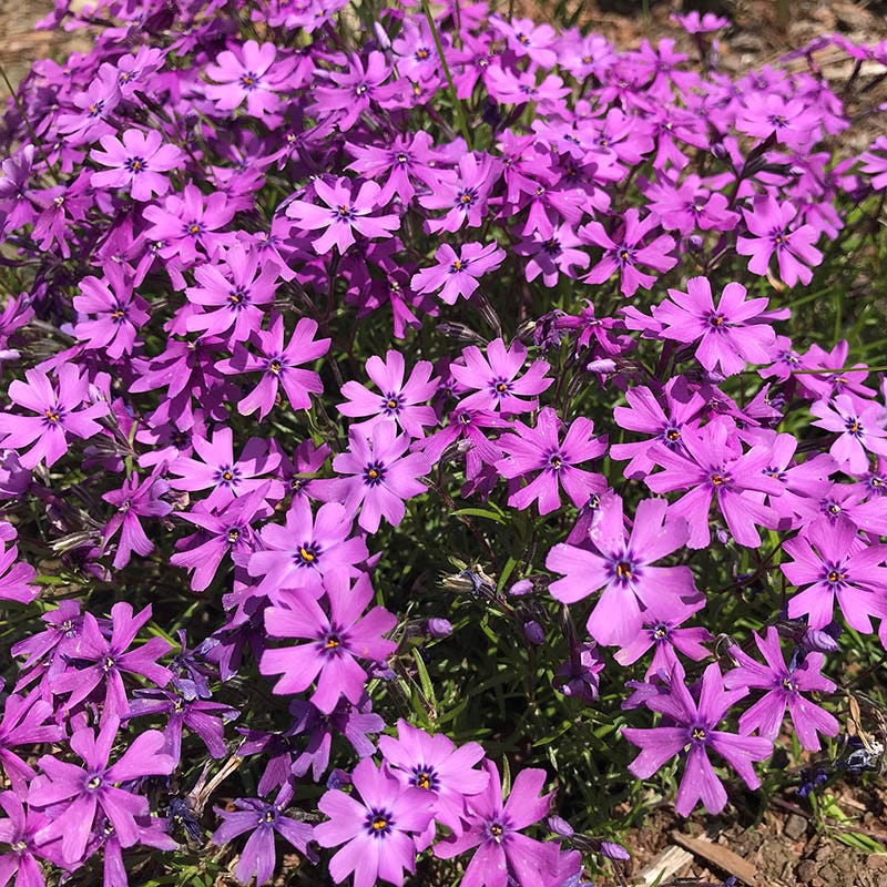 Natural Nectar Native Pre-Planned Garden