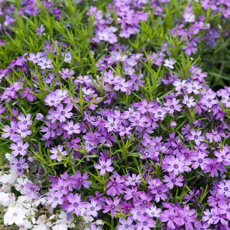Bright Creeping Phlox Collection