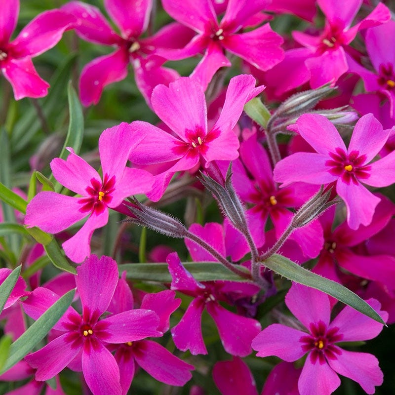 Scarlet Flame Creeping Phlox