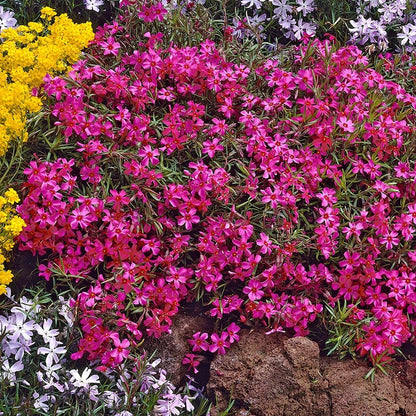 Scarlet Flame Creeping Phlox