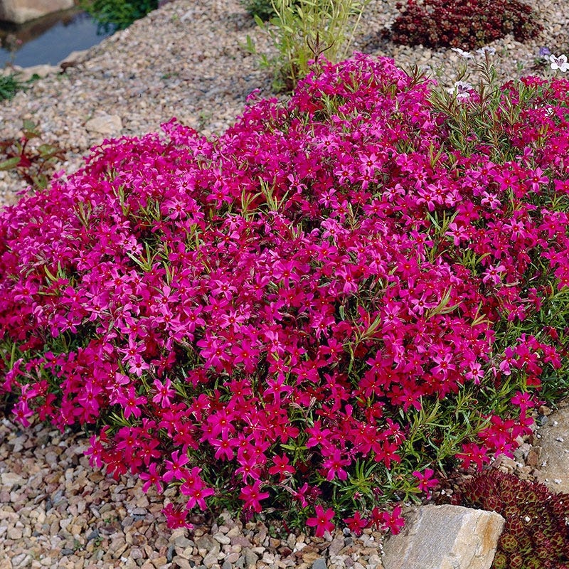 Scarlet Flame Creeping Phlox