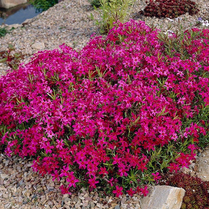 Scarlet Flame Creeping Phlox