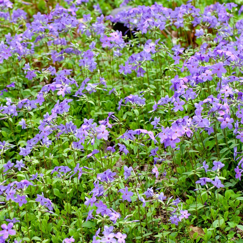 Sherwood Purple Creeping Phlox - Thumbnail 2