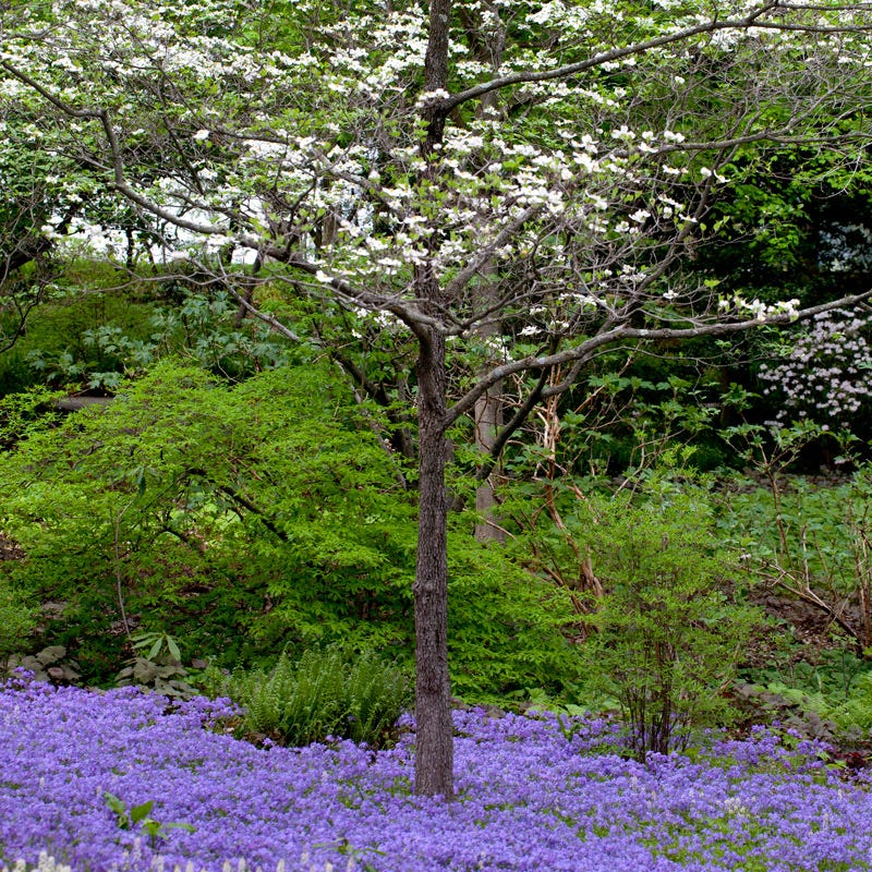 Sherwood Purple Creeping Phlox