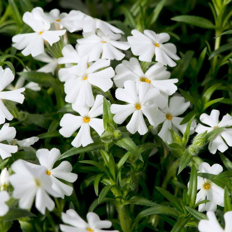 Snowflake Creeping Phlox | American Meadows