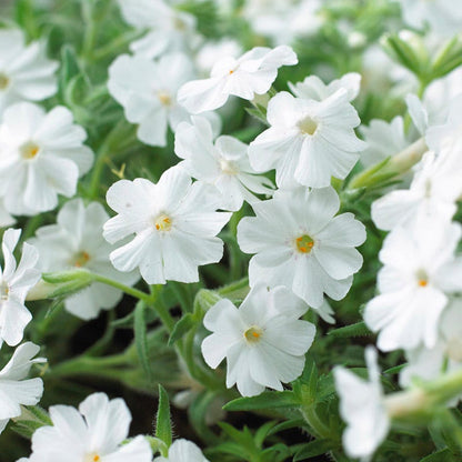 Carefree Creeping Phlox Collection