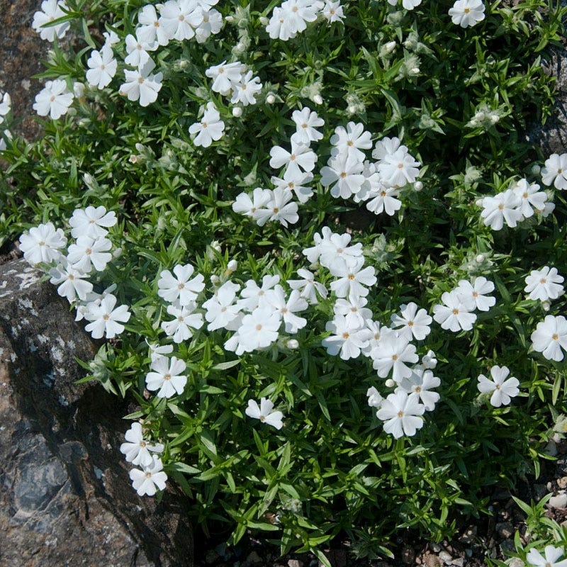 Snowflake Creeping Phlox | American Meadows