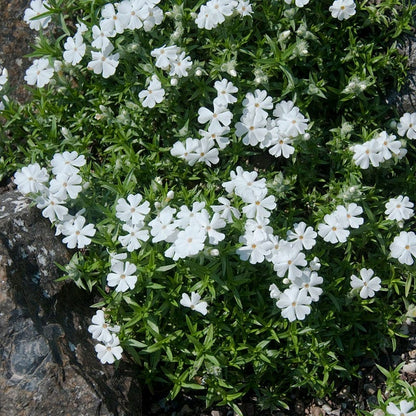 Snowflake Creeping Phlox