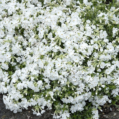 Mini Moonlight Plant Collection