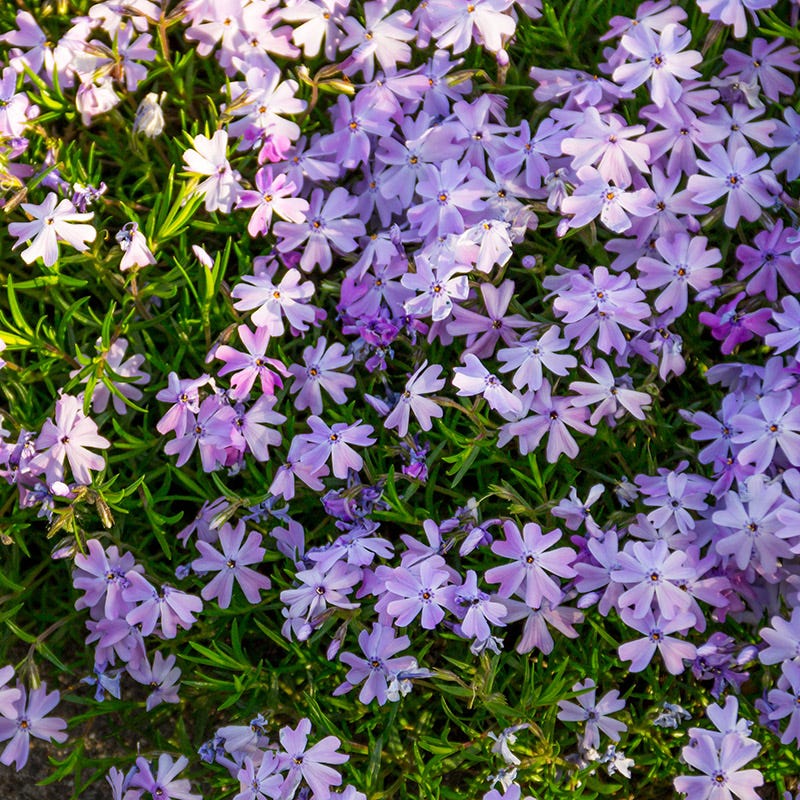 Whimsical Pre-Planned Garden