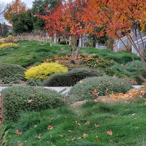 5 Lbs Creeping Red Fescue Grass Seed - Shade Tolerant, Fine Texture, Improved Variety