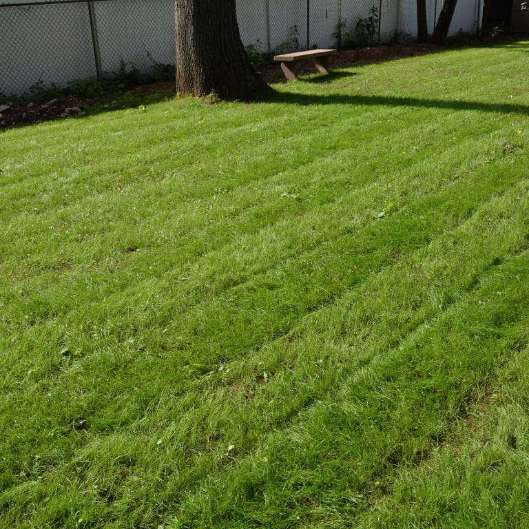 5 Lbs Creeping Red Fescue Grass Seed - Shade Tolerant, Fine Texture, Improved Variety