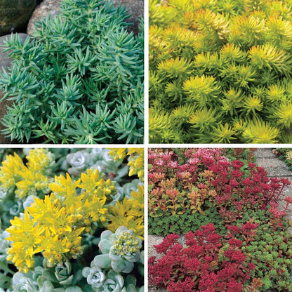 Creeping Sedum Low Grow Collection