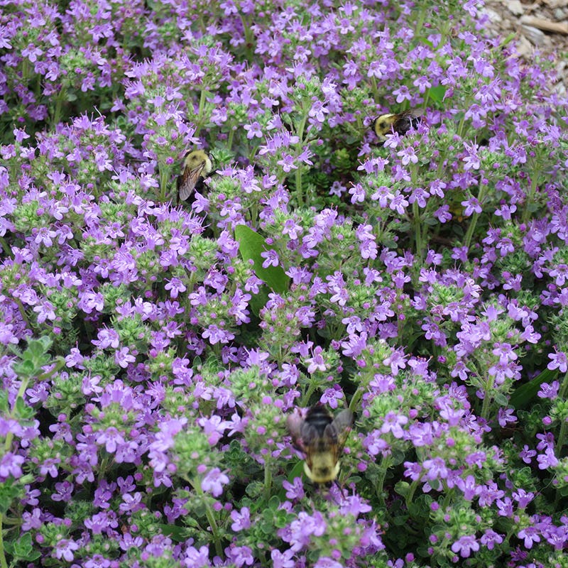 Sun Loving Tapestry Lawn Plant Collection