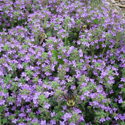 Sun Loving Tapestry Lawn Plant Collection