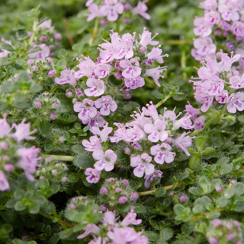 Elfin Creeping Thyme
