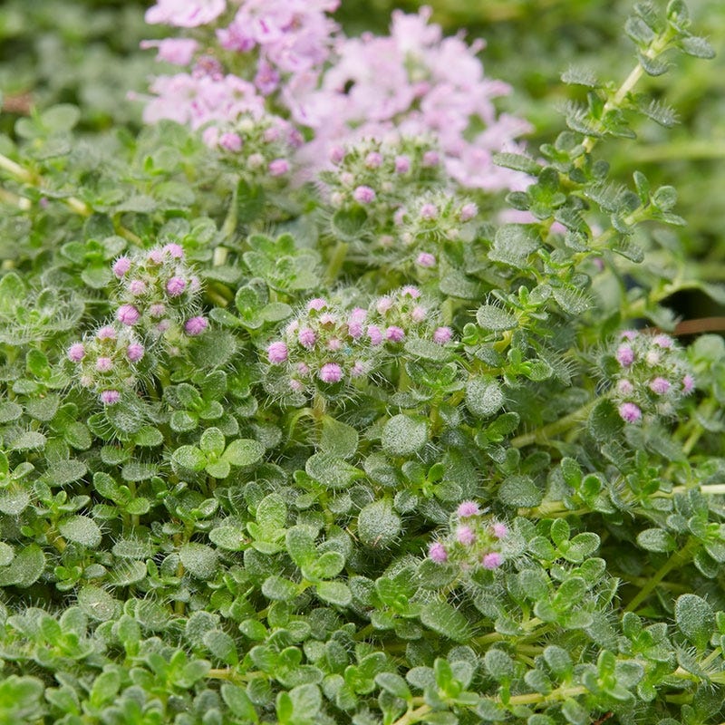Elfin Creeping Thyme