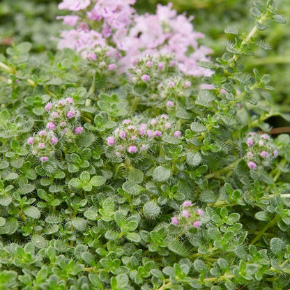 Elfin Creeping Thyme