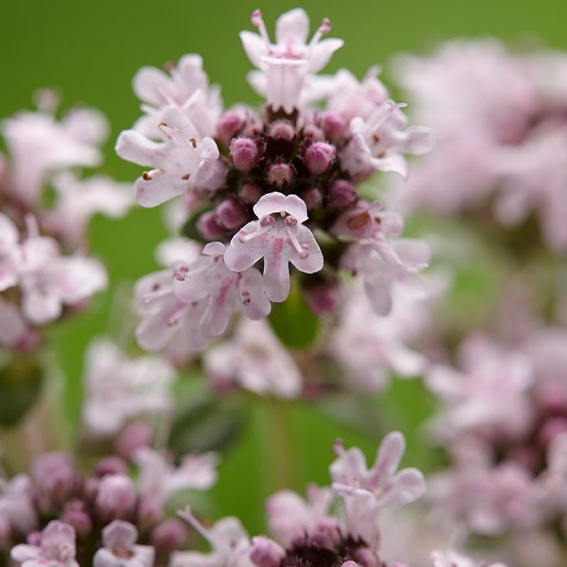 Pink Chintz Creeping Thyme