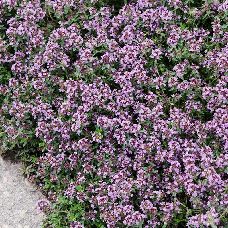 Pink Chintz Creeping Thyme
