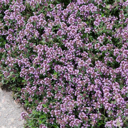Pink Chintz Creeping Thyme