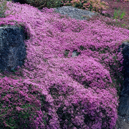 Creeping Thyme