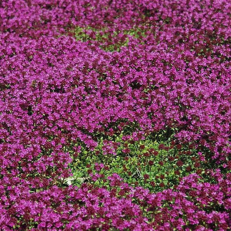 Creeping Thyme
