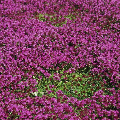 Creeping Thyme