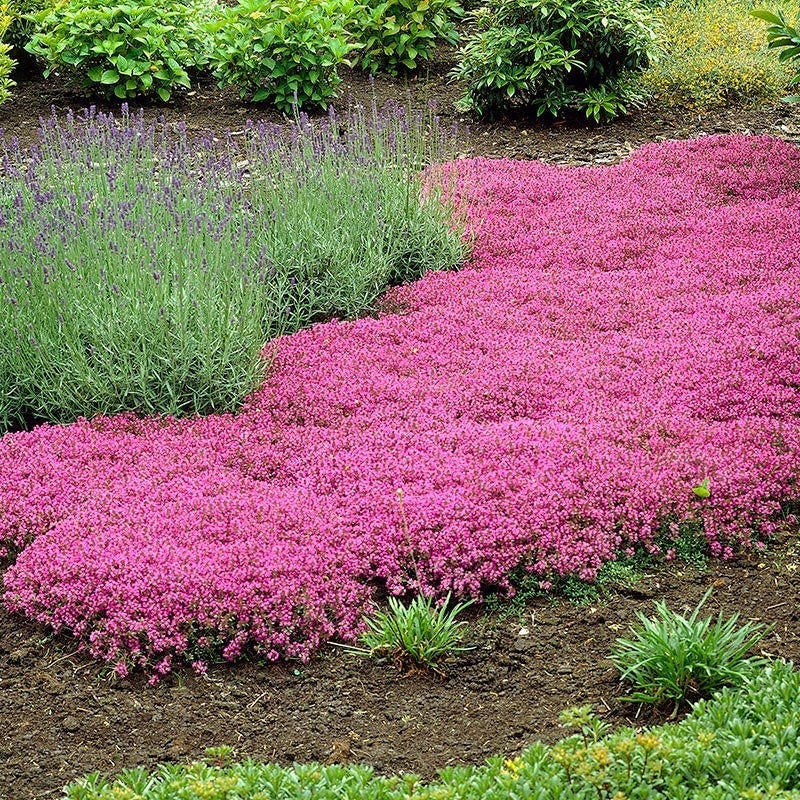 Creeping Thyme