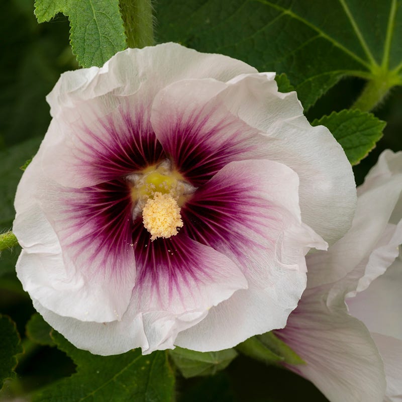 Creme De Cassis Hollyhock