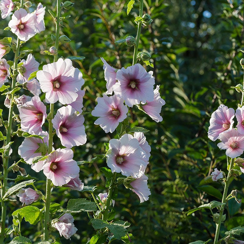 Creme De Cassis Hollyhock