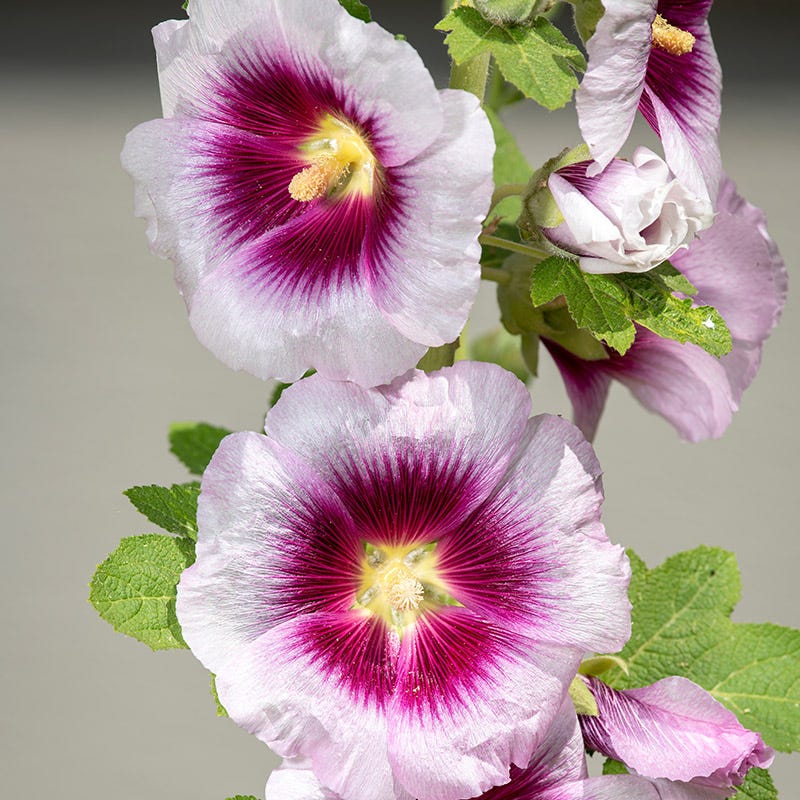 Creme De Cassis Hollyhock, Alcea