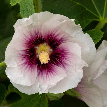 Blushing Cottage Garden Plant Collection