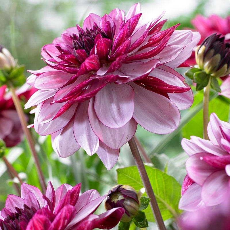 Creme de Cassis Decorative Dahlia