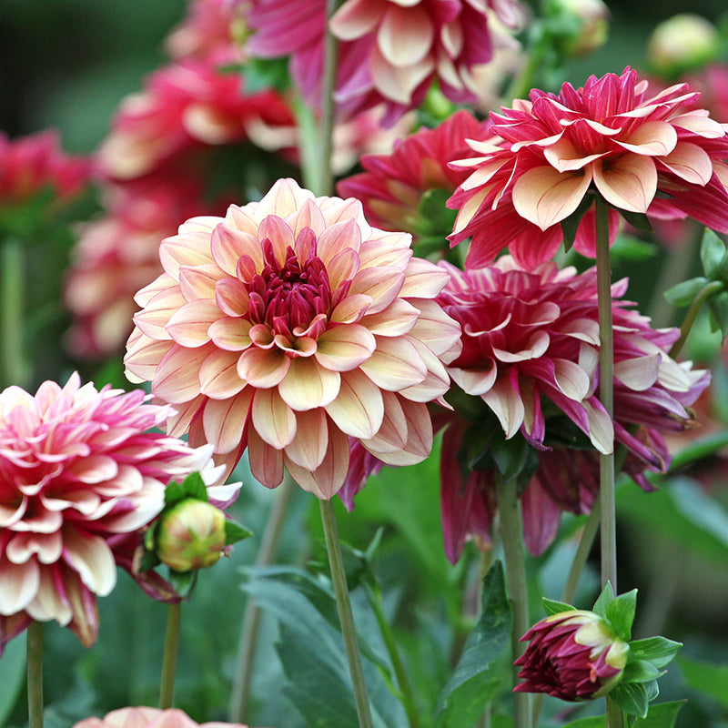 Crème de Cognac Decorative Dahlia