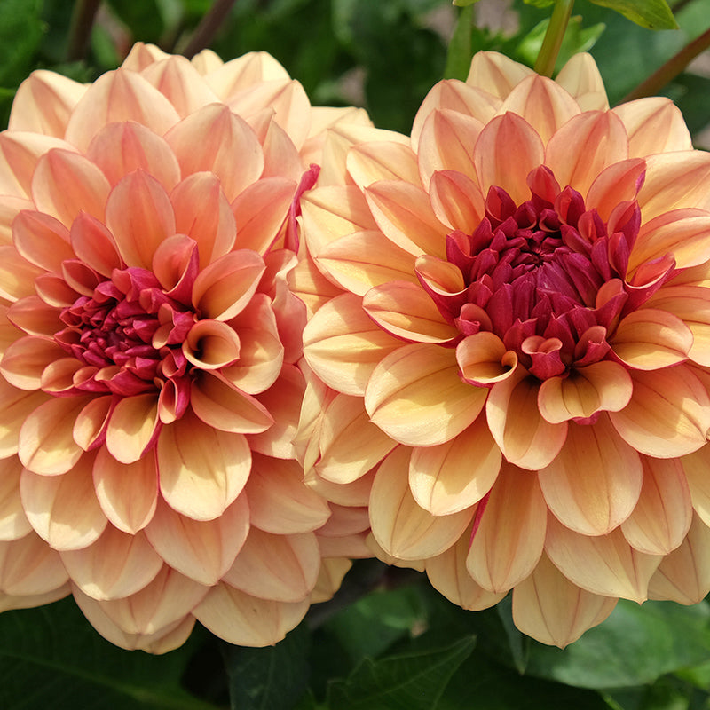 Crème de Cognac Decorative Dahlia | Sunset-Hued Blooms for Bouquets