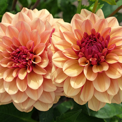 Crème de Cognac Decorative Dahlia