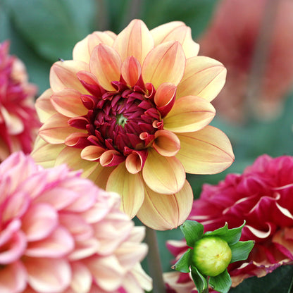 Crème de Cognac Decorative Dahlia