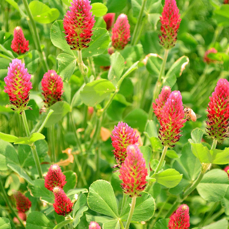Crimson Clover Seeds