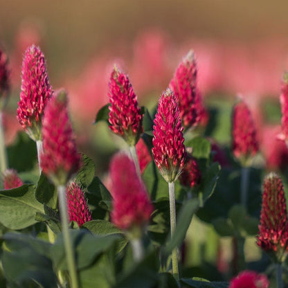 Crimson Clover Seeds