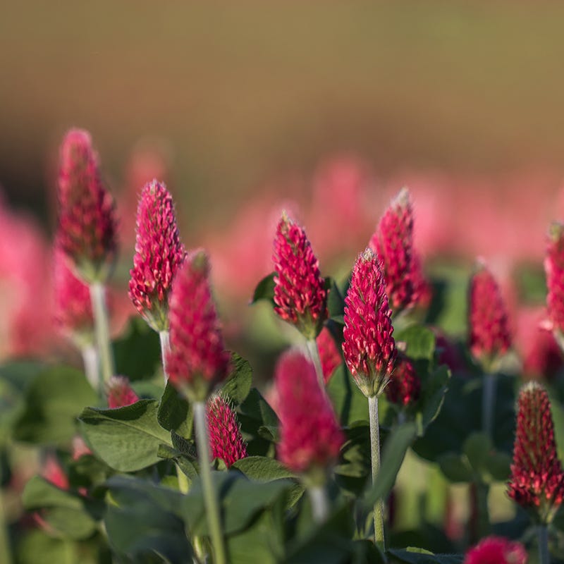 Burgundy Wildflower Seed Mix